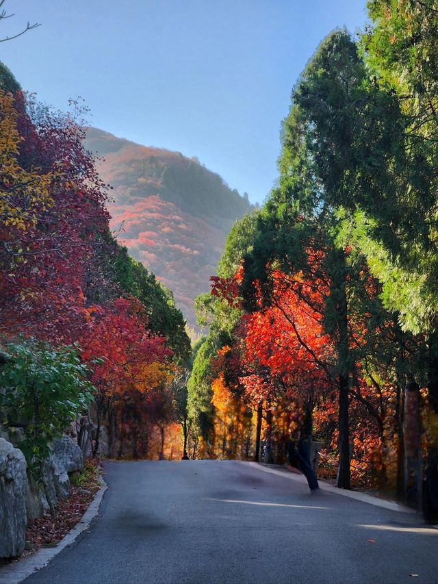 濟南紅葉谷 | 打翻秋日調色盤。