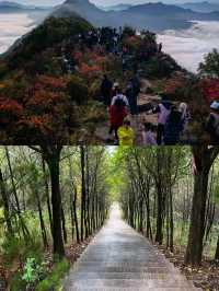 商洛鎮安海棠山。