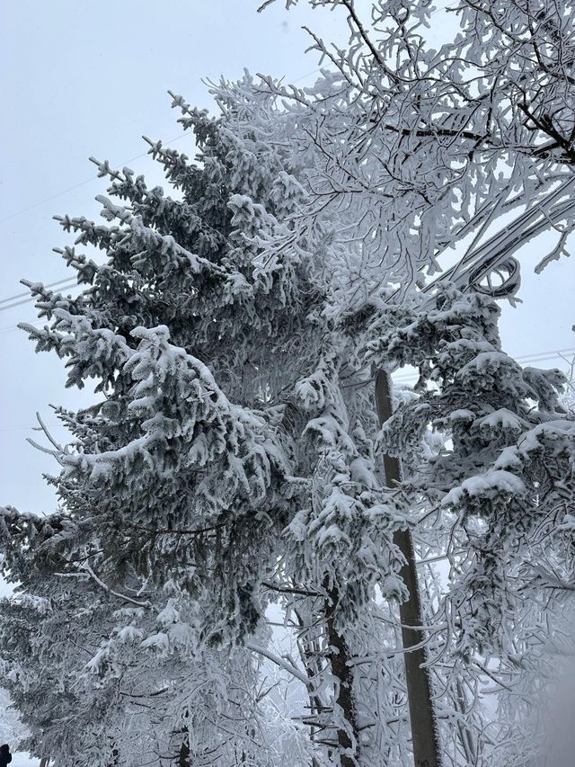 寶雞鳳縣嶺南公園|乘坐秦嶺小火車來看雪。