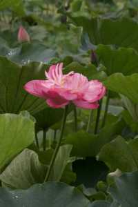 是重慶 是華嚴寺 是荷花