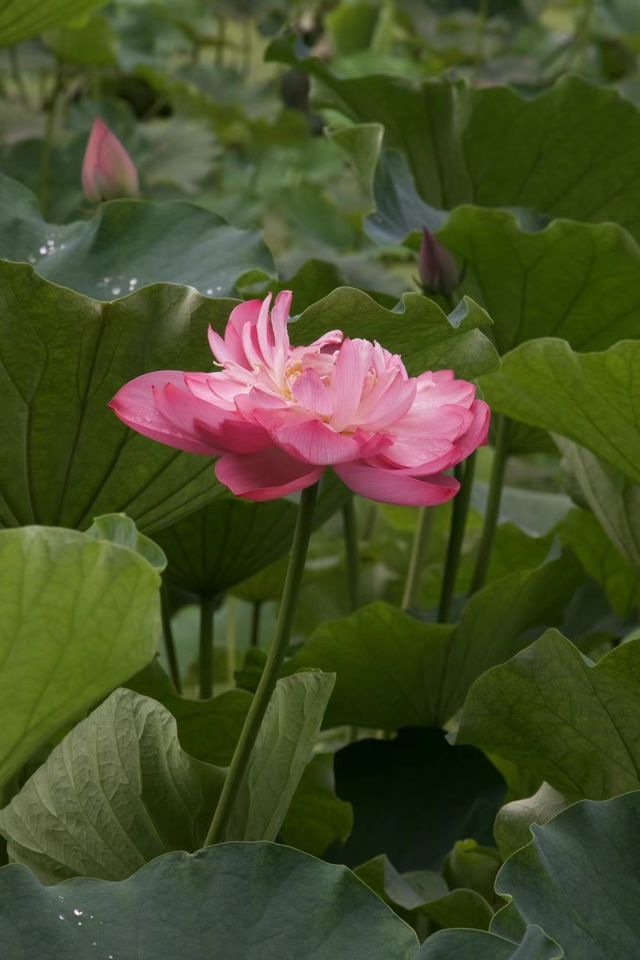 是重慶 是華嚴寺 是荷花