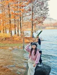層林盡染，這片小眾紅杉林太值得