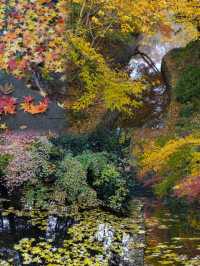 南京｜邂逅絕美中山植物園，一秒沉醉楓之盛宴