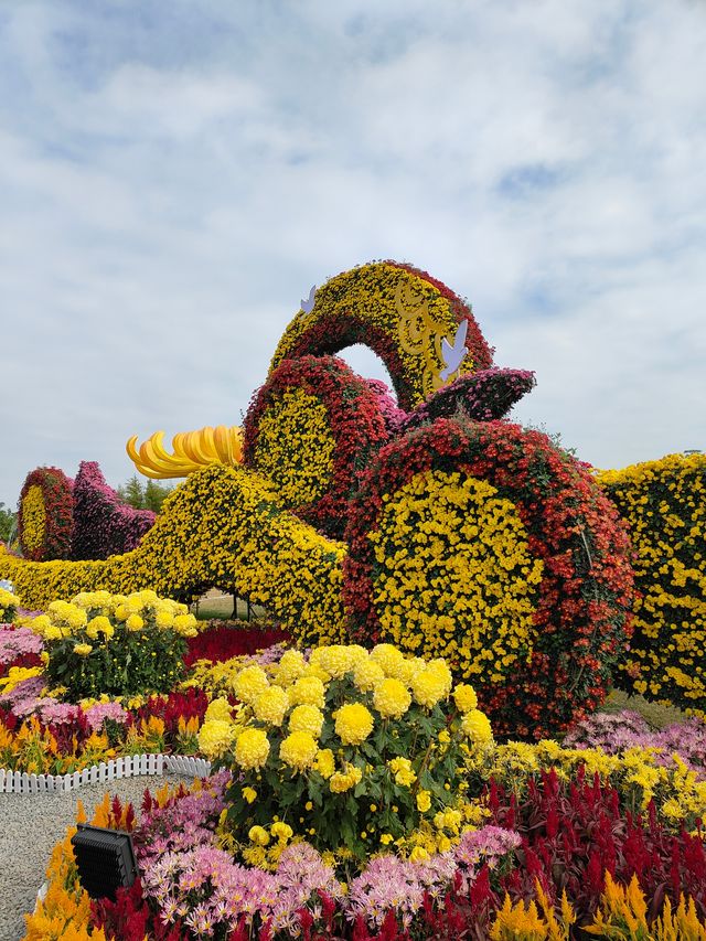 2024年小欖菊花會，賞菊品菊正當時