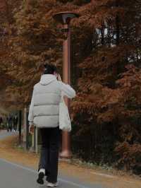 江浙滬周末出行｜中國金錢松森林公園
