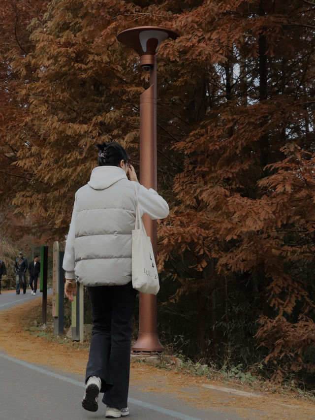 江浙滬周末出行｜中國金錢松森林公園