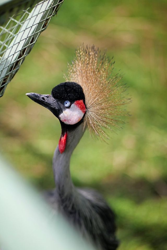 遼陽動物園：歡樂的動物家園
