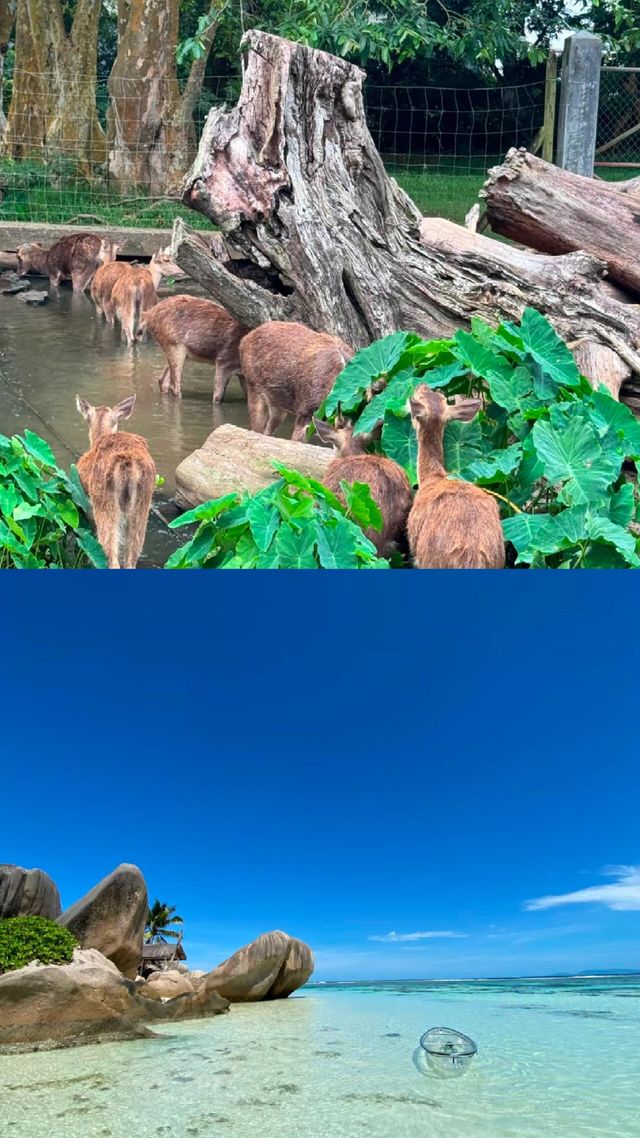 馬達加斯加旅遊攻略