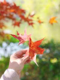 清遠田野綠世界，紅楓葉美得封神啊
