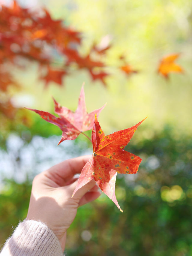 清遠田野綠世界，紅楓葉美得封神啊