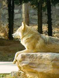 冬季反向遊｜來成都動物園與動物親密互動（附攻略）
