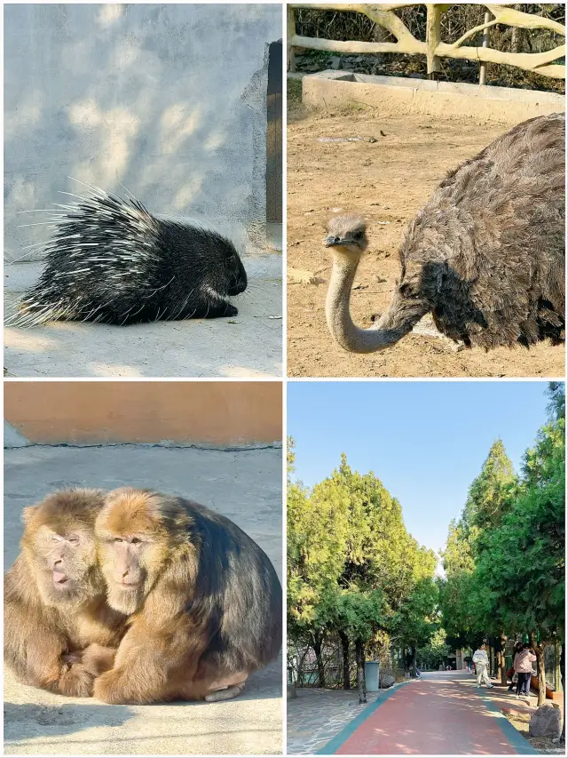冬季反向遊 | 來杭州野生動物園與動物親密互動（附攻略）