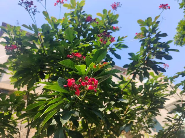 聆感末凡 - 藏於小島上的森系花園