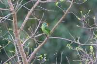 Common Animals in the Royal Botanical Gardens of Kandy