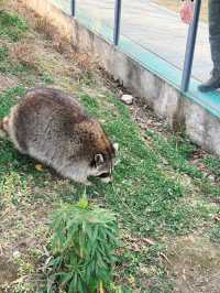 市區公園裏藏了個動物園！這也太超前了吧！