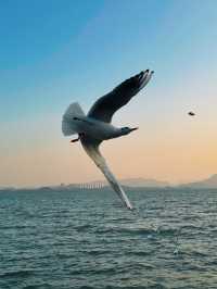 🌊 深圳灣公園的浪漫邂逅 - 海鷗 🌊