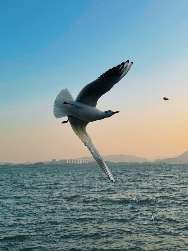 🌊 深圳灣公園的浪漫邂逅 - 海鷗 🌊