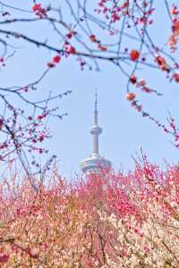 人少！免費！南京梅花建議先衝這裡！