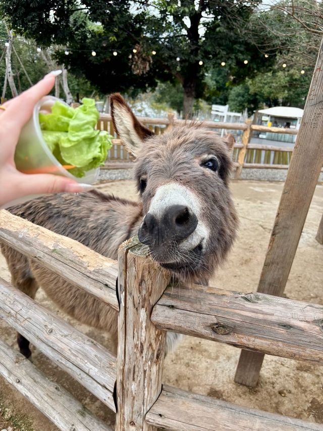 小島動物園
