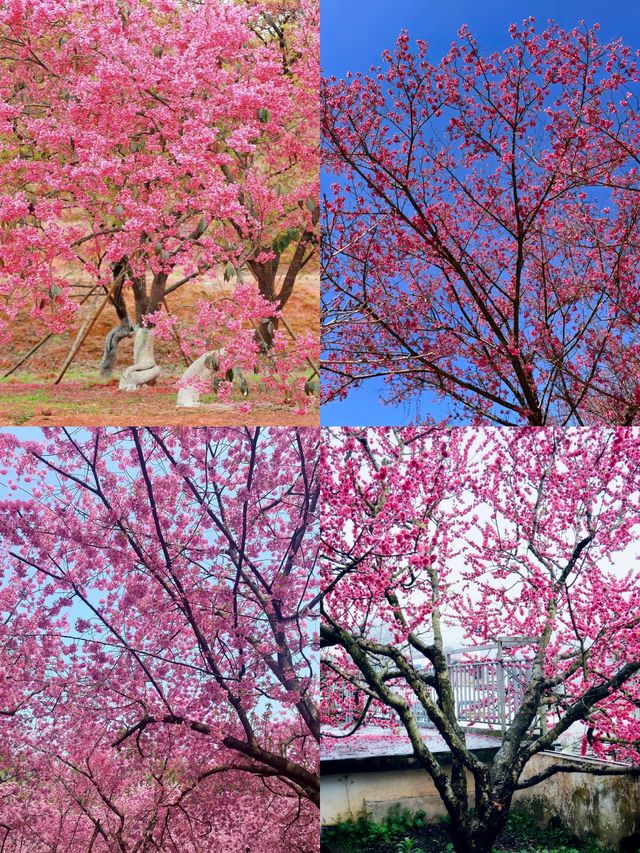 春天賞花必帶老婆去嘅浪漫城市