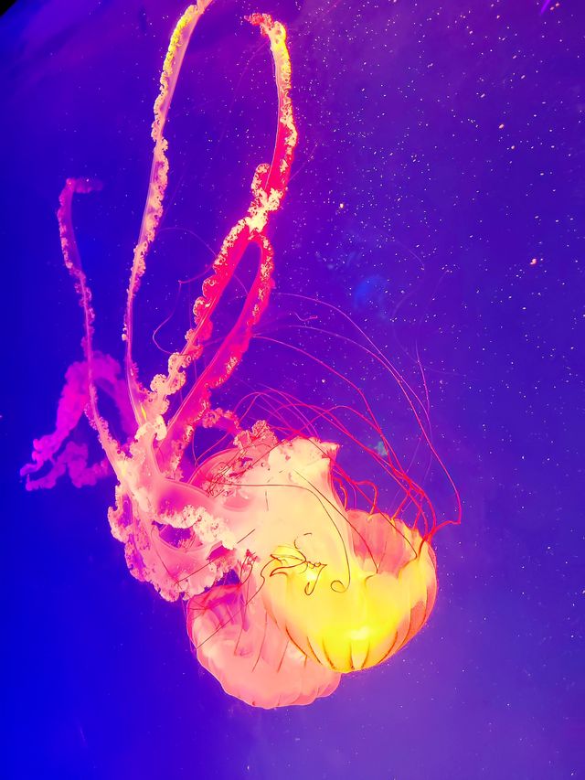 成都親子遊｜海洋館的浪漫，由海洋館呈獻！