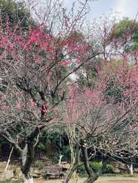 長沙 | 湖南省植物園賞花指南