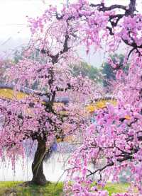 花星球