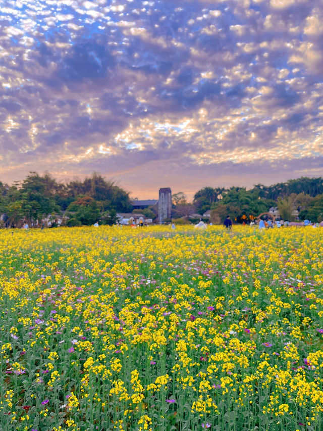 🌼深圳觀瀾版畫村油菜花海🌼