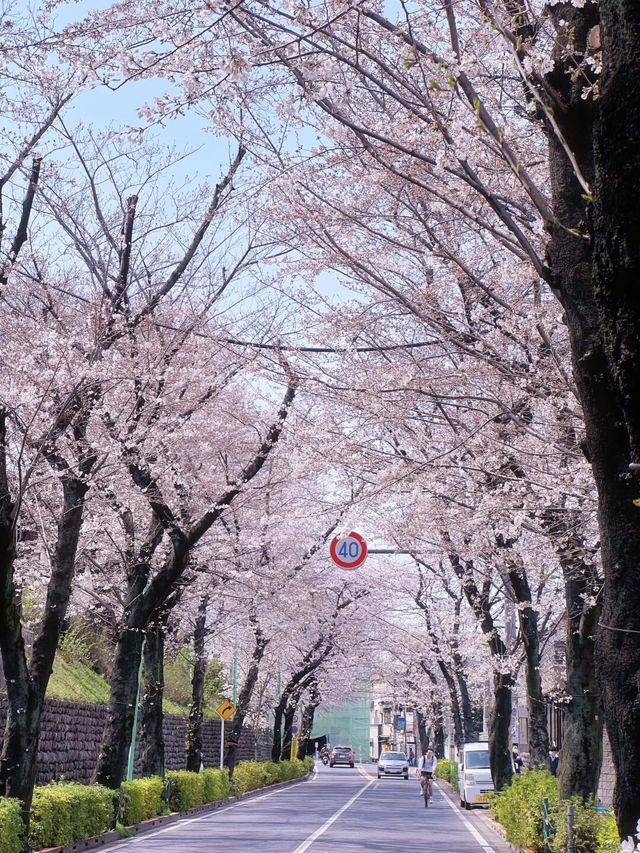 🌸春日來信！世田谷蘆花公園與櫻丘町的浪漫綻放