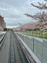 藏在東京的櫻花秘境🌸小松川