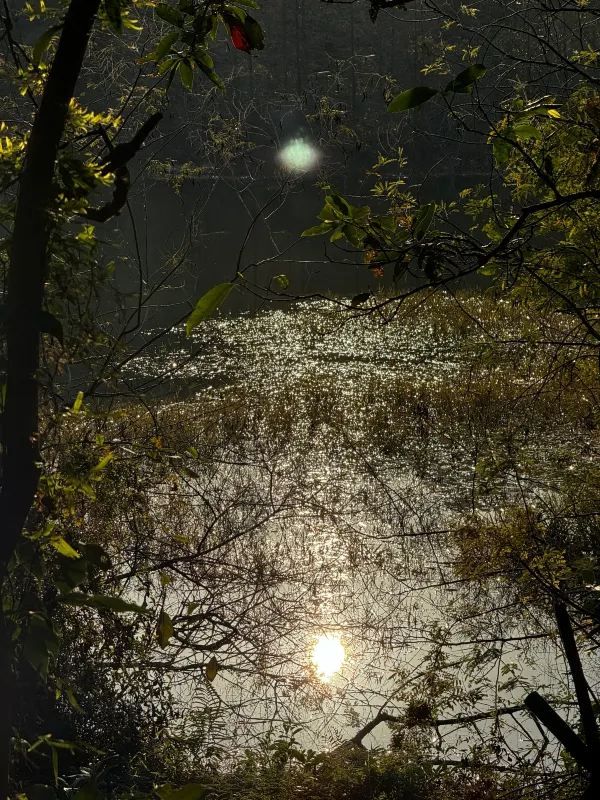 📍深圳｜恩上濕地公園👉週末吸氧好去處