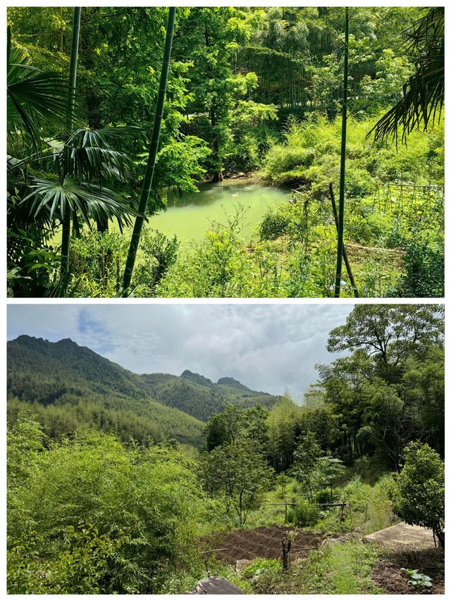 章里古道空氣清新氧氣充足快來吸氧