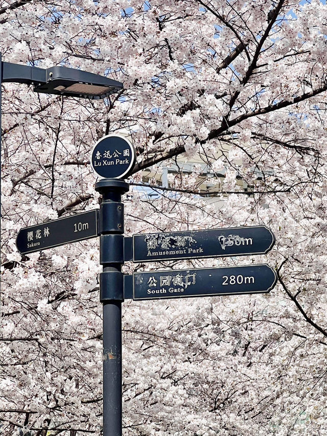 虹口足球場賞櫻必看！這些避開人潮的拍照角度超讚