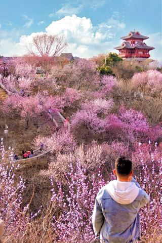 베이징 벚꽃 명소 예약! 놓치면 1년을 기다려야 해요