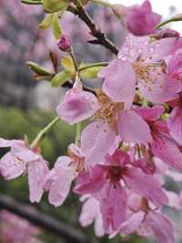 桂林南溪山公園早櫻開花了，最主要是不用門票