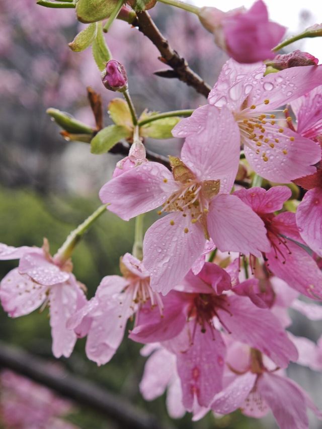 桂林南溪山公園早櫻開花了，最主要是不用門票