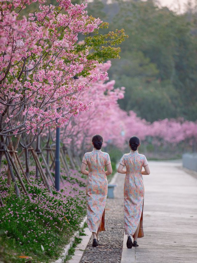 沒見過櫻花海的春天是不完整的～