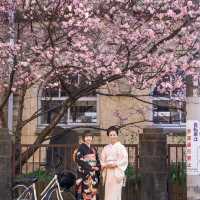 🌸京都第一波櫻花盛放啦！速看