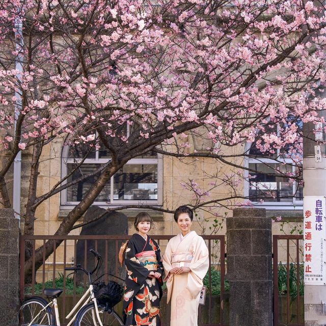 🌸京都第一波櫻花盛放啦！速看