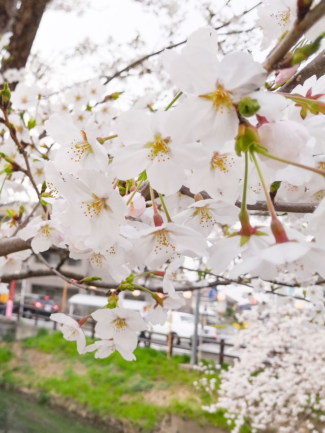 距離東京1小時車程的賞櫻勝地