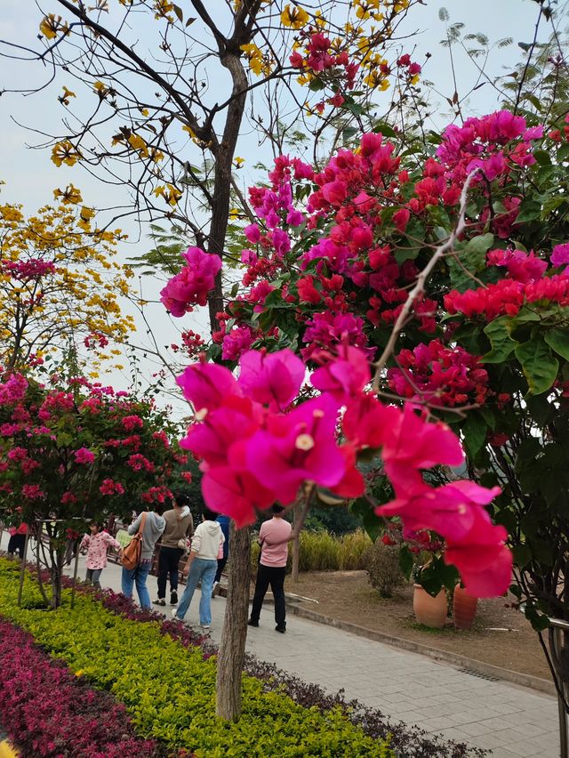 大雁山鮮花盛開，免費欣賞禾雀花