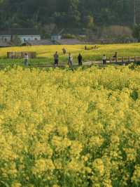 春分限定 南北湖油畫花海封神出片
