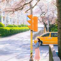 🌸 【釜山必去】南川洞櫻花路超全攻略！私藏拍照點+路線+美食*