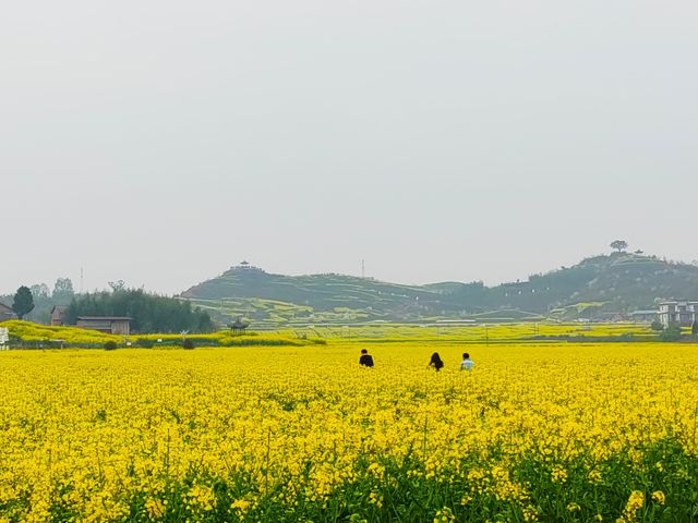重慶墊江萬畝油菜花田