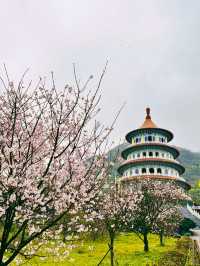 台北——天元宮賞櫻！