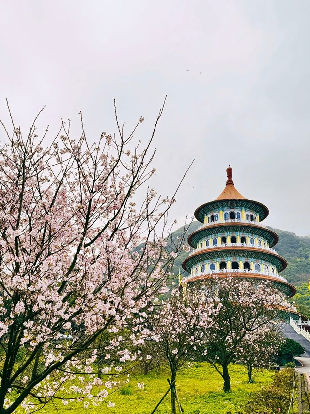 台北——天元宮賞櫻！