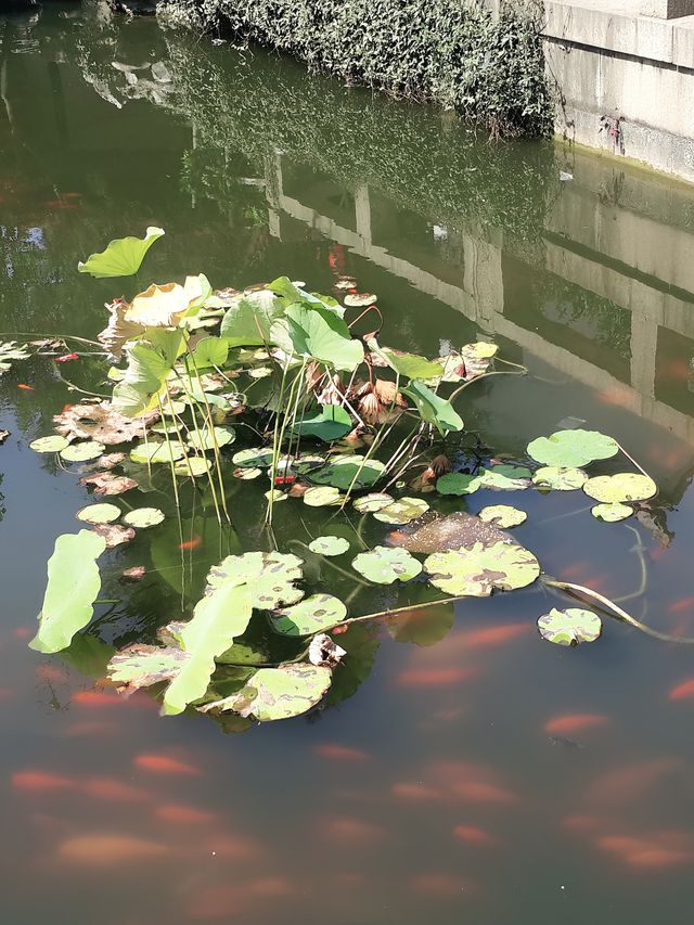 蘇州木瀆古鎮賞桃花攻略來啦！
