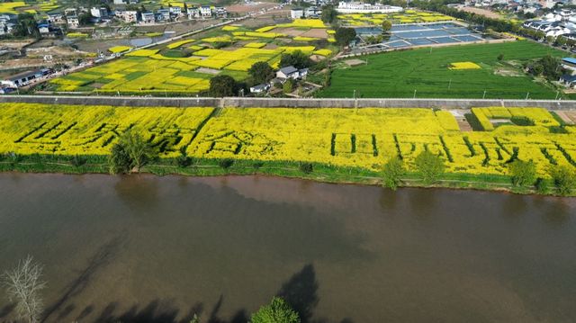 潼南崇龛油菜花海——錯過等一年！