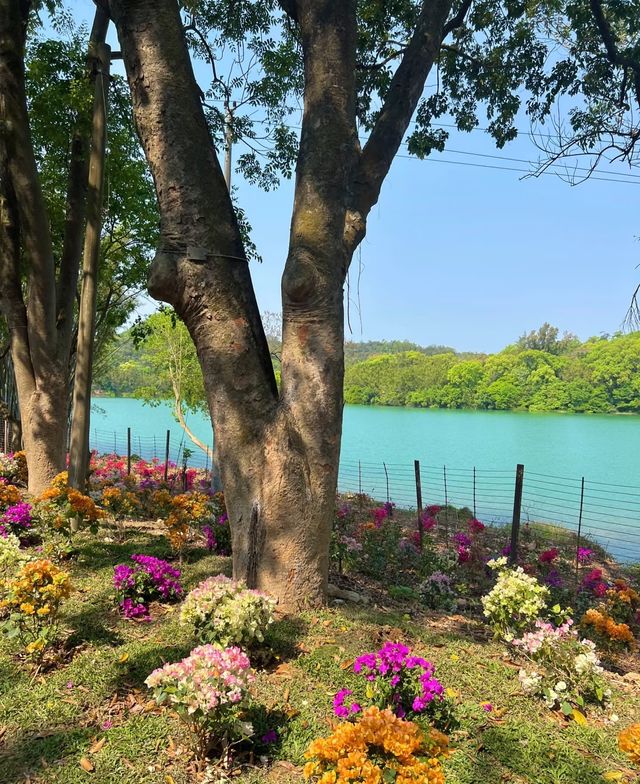 台山石花山公園，邂逅絕美春日治癒時光！