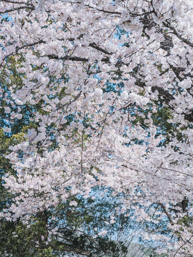 小長假去日本旅遊攻略來啦